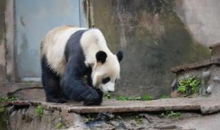 雅安大熊猫 雅安大熊猫